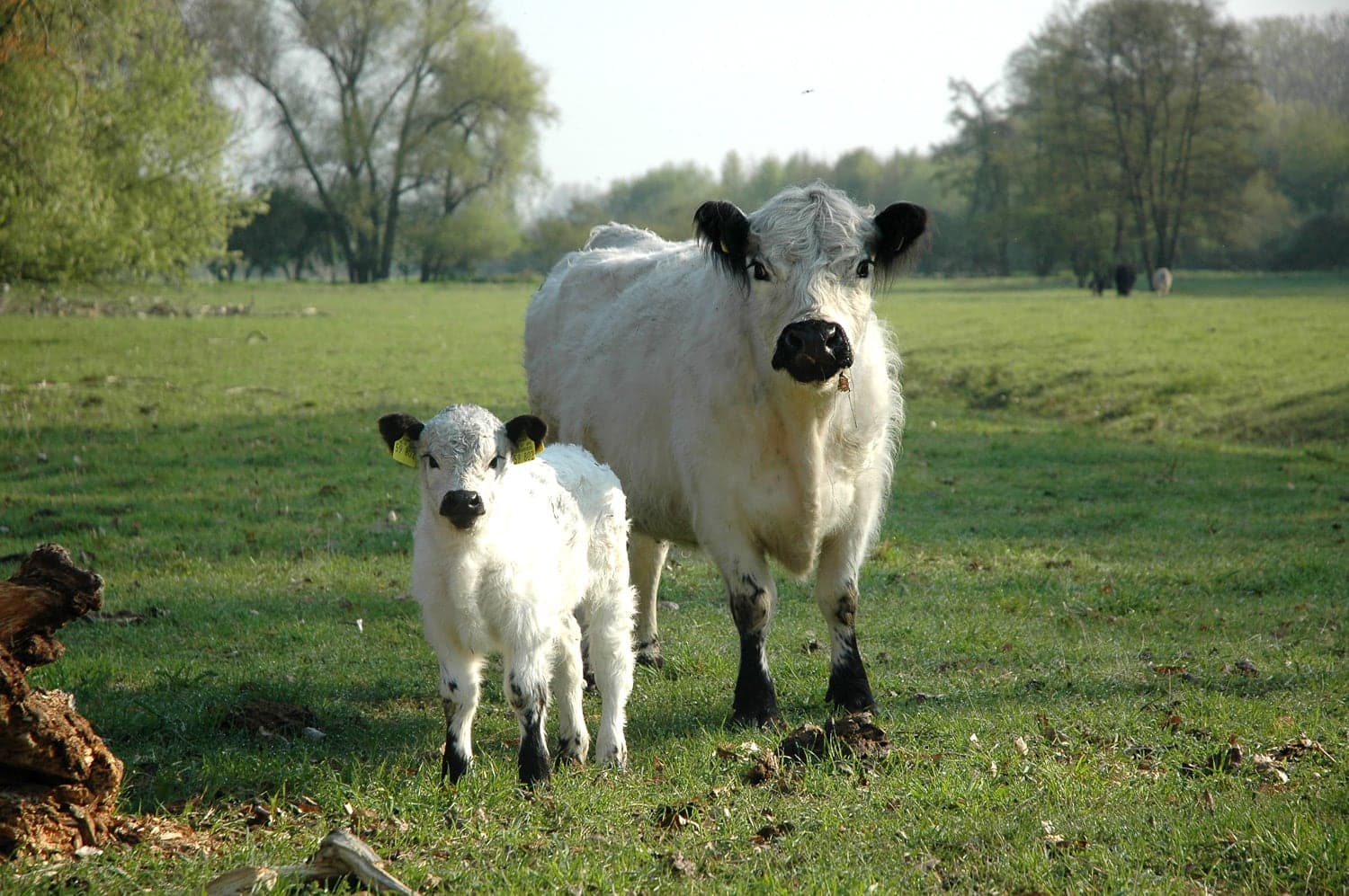 Galloway Galeriebild 014