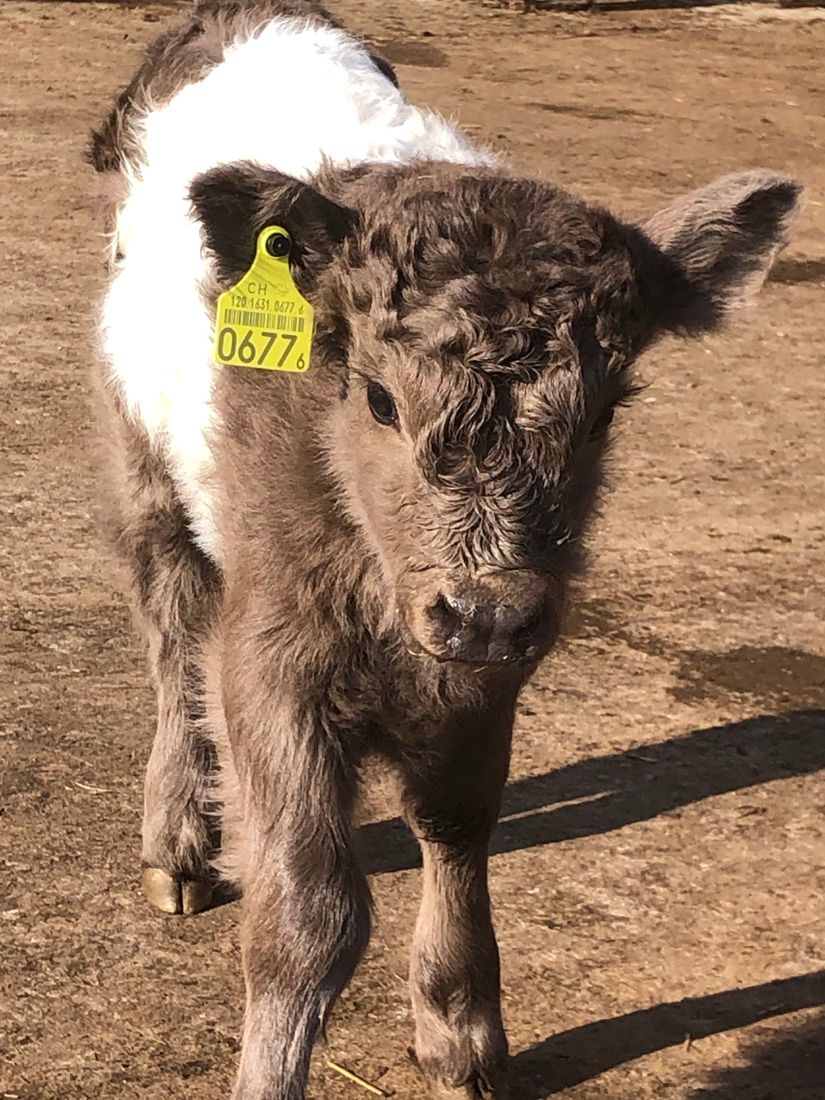 Galloway Galeriebild 030