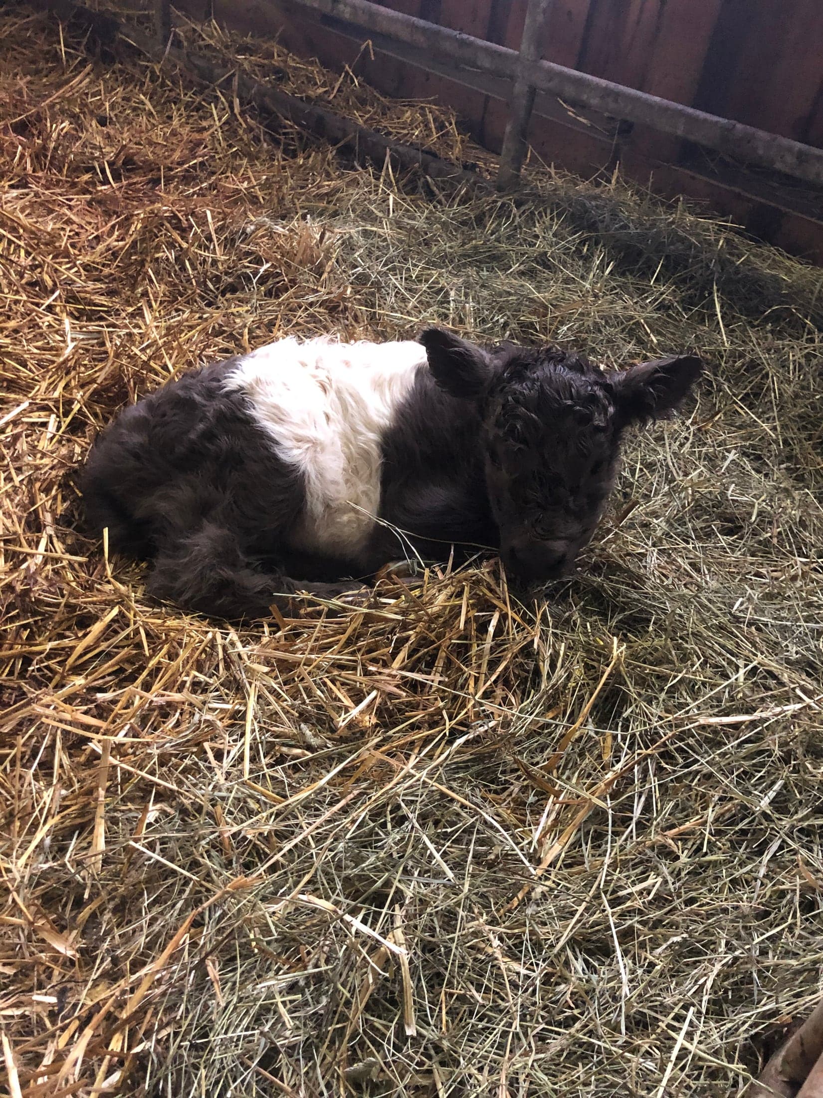 Galloway Galeriebild 038